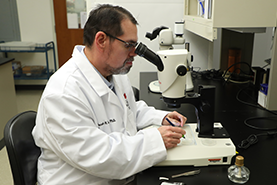Researcher examining cells through a microscope.