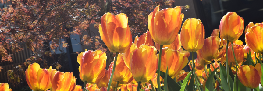 tulips