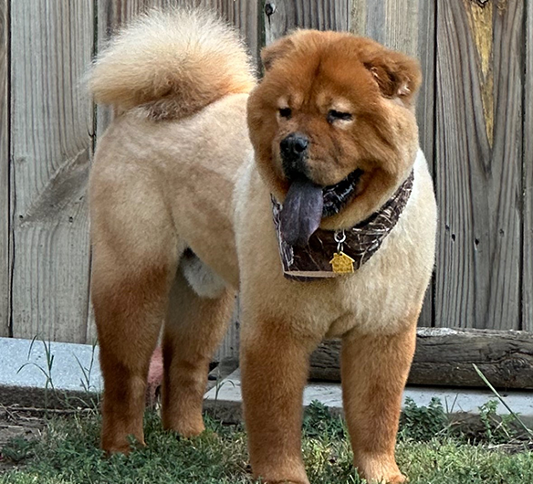 Bear Bear