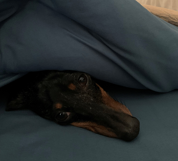 Draco Draco