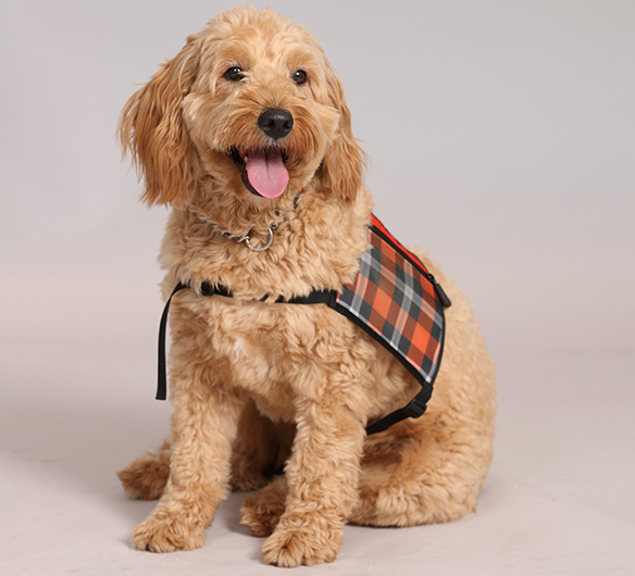 Murphy Murphy
